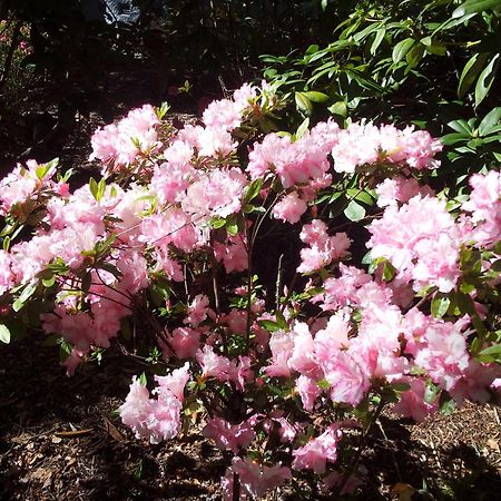 Kubba Roonga Guesthouse - Boutique Luxury Spa Retreat & Gardens - Blue Mountains Blackheath Exteriör bild