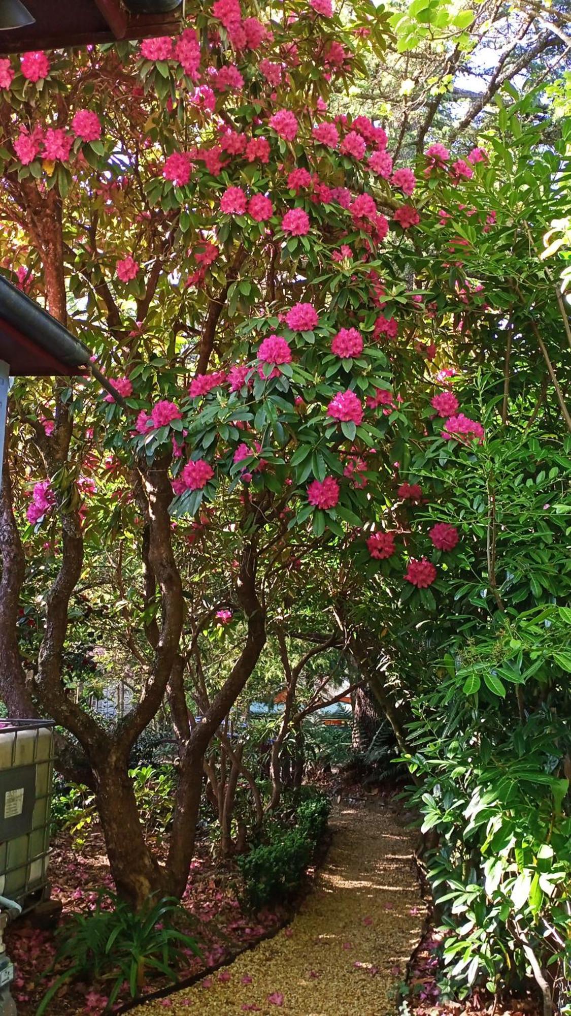 Kubba Roonga Guesthouse - Boutique Luxury Spa Retreat & Gardens - Blue Mountains Blackheath Exteriör bild