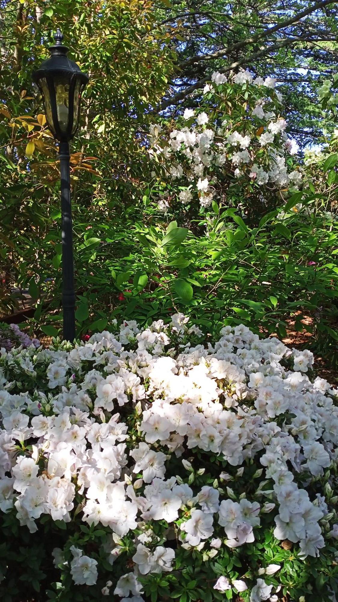 Kubba Roonga Guesthouse - Boutique Luxury Spa Retreat & Gardens - Blue Mountains Blackheath Exteriör bild