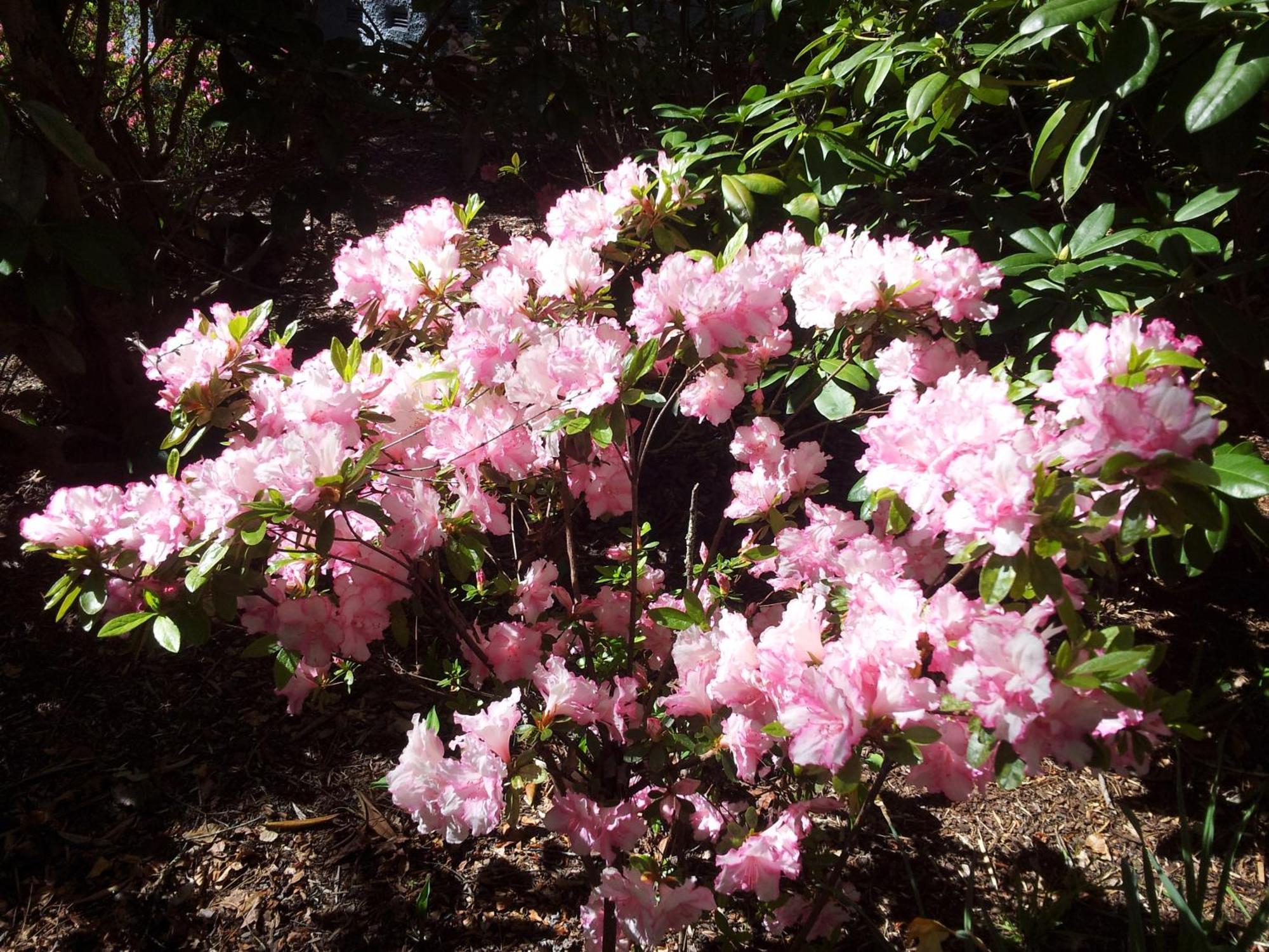 Kubba Roonga Guesthouse - Boutique Luxury Spa Retreat & Gardens - Blue Mountains Blackheath Exteriör bild