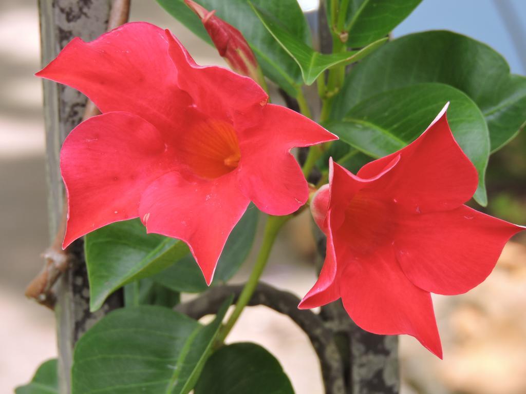 Kubba Roonga Guesthouse - Boutique Luxury Spa Retreat & Gardens - Blue Mountains Blackheath Exteriör bild