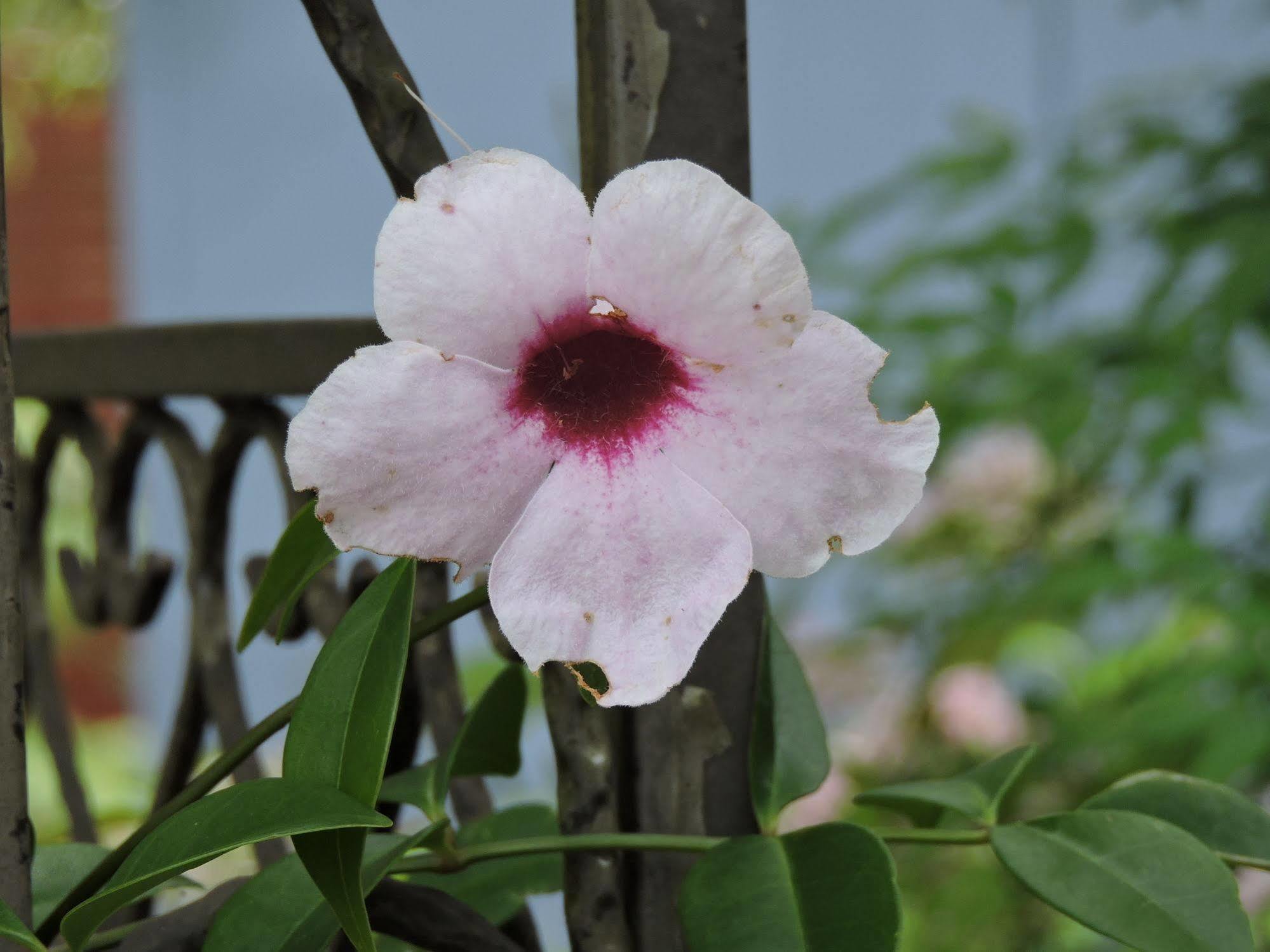 Kubba Roonga Guesthouse - Boutique Luxury Spa Retreat & Gardens - Blue Mountains Blackheath Exteriör bild
